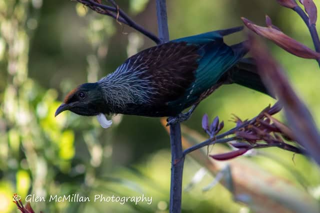 New Zealand Tui Bird 6000 x 4000 pixel download high-resolution By Glen McMillan Photography 1026
