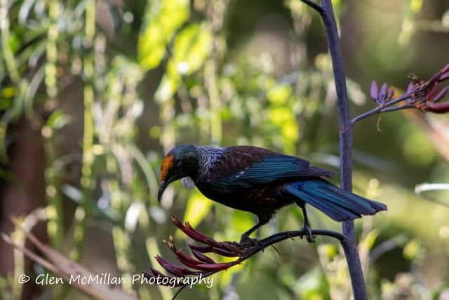 New Zealand Tui Bird 6000 x 4000 pixel download high-resolution by Glen McMillan Photography 1001
