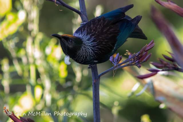 New Zealand Tui Bird 6000 x 4000 pixel download high-resolution by Glen McMillan Photography 1004