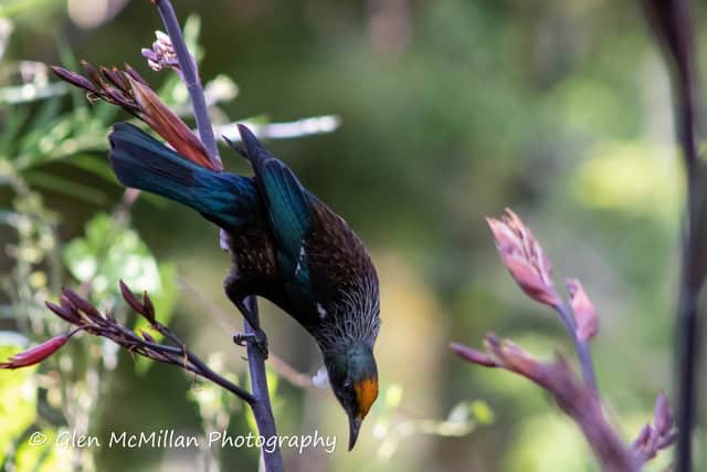 New Zealand Tui Bird 6000 x 4000 pixel download high-resolution by Glen McMillan Photography 1005