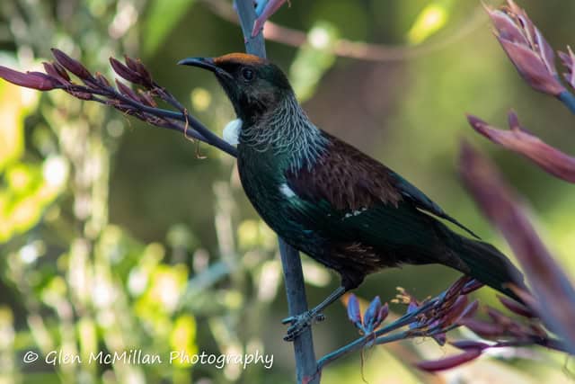New Zealand Tui Bird 6000 x 4000 pixel download high-resolution by Glen McMillan Photography 1006