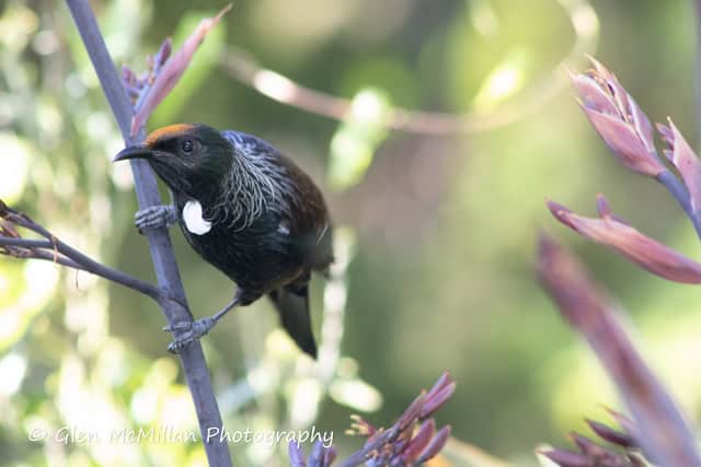 New Zealand Tui Bird 6000 x 4000 pixel download high-resolution by Glen McMillan Photography 1007