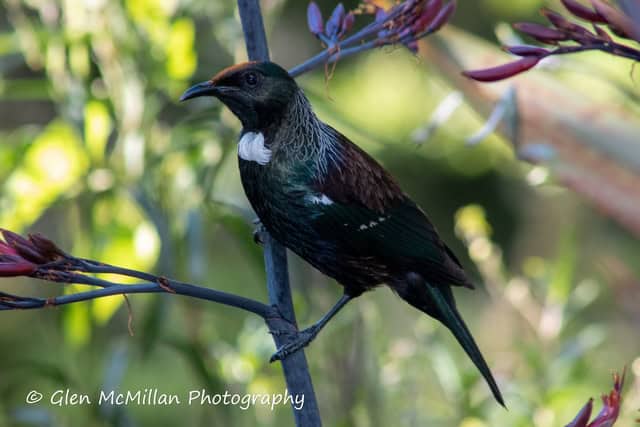 New Zealand Tui Bird 6000 x 4000 pixel download high-resolution by Glen McMillan Photography 1008