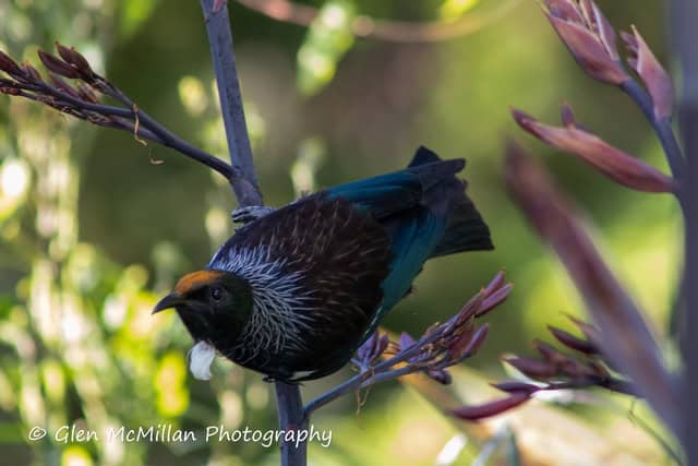 New Zealand Tui Bird 6000 x 4000 pixel download high-resolution by Glen McMillan Photography 1013