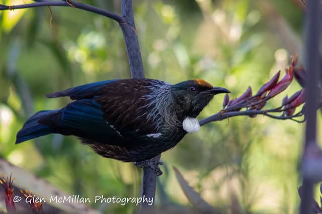 New Zealand Tui Bird 6000 x 4000 pixel download high-resolution by Glen McMillan Photography 1018