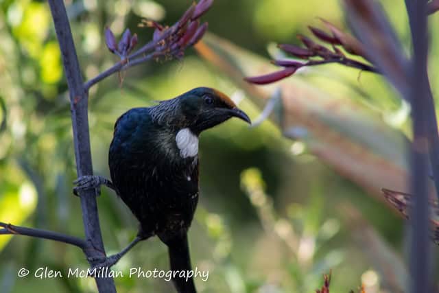 New Zealand Tui Bird 6000 x 4000 pixel download high-resolution by Glen McMillan Photography 1019