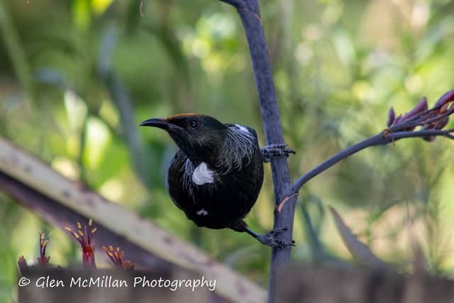 New Zealand Tui Bird 6000 x 4000 pixel download high-resolution by Glen McMillan Photography 1021