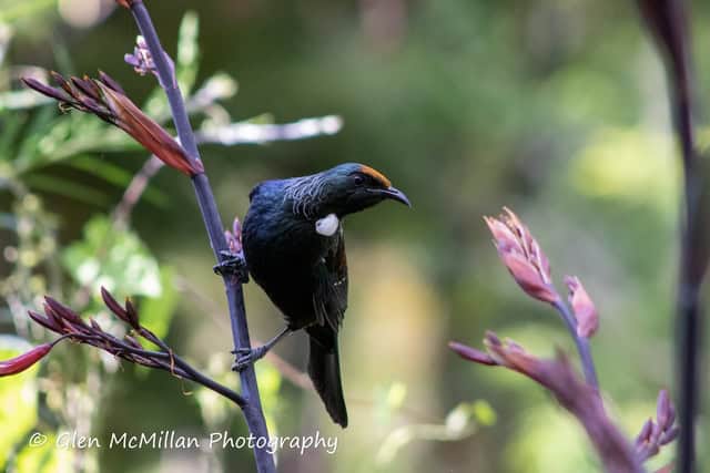 New Zealand Tui Bird 6000 x 4000 pixel download high-resolution by Glen McMillan Photography 1022