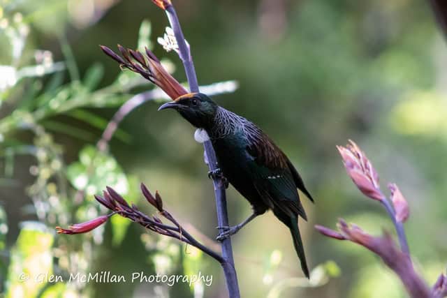 New Zealand Tui Bird 6000 x 4000 pixel download high-resolution by Glen McMillan Photography 1023