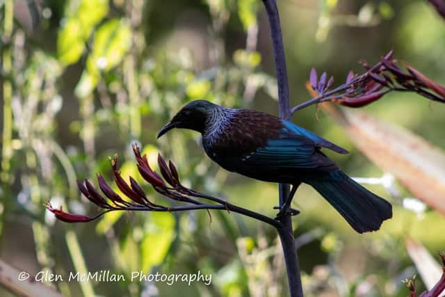 New Zealand Tui Bird 6000 x 4000 pixel download high-resolution by Glen McMillan Photography 1024
