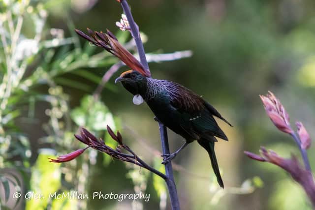 New Zealand Tui Bird 6000 x 4000 pixel download high-resolution by Glen McMillan Photography 1025
